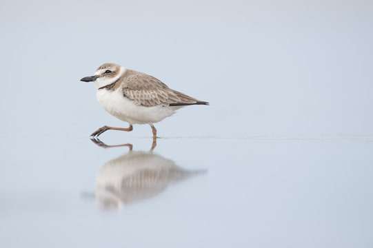 A Wilsons Plover Walks Along In Shallow Water With A Reflection Of The Bird.