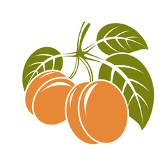 Harvesting symbol, vector fruits isolated. Ripe organic sweet ap