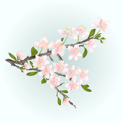 Obraz premium Branch cherry sakura flowers with leaves vector illustration