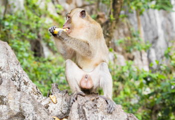 cute monkey lives in a natural forest of Thailand.