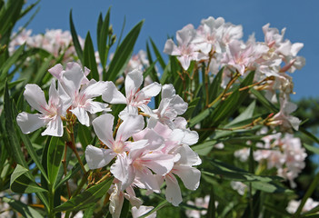 Laurier rose fleurs blanches
