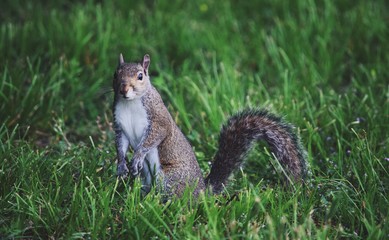 Squirrel 