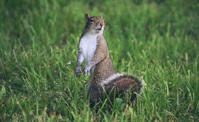 Posing Squirrel 