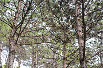 SEOUL,South Korea - MAY 24:Korea trees in city. MAY 24, 2016 in