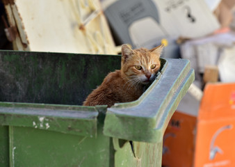 Stray cat in the garbage bin