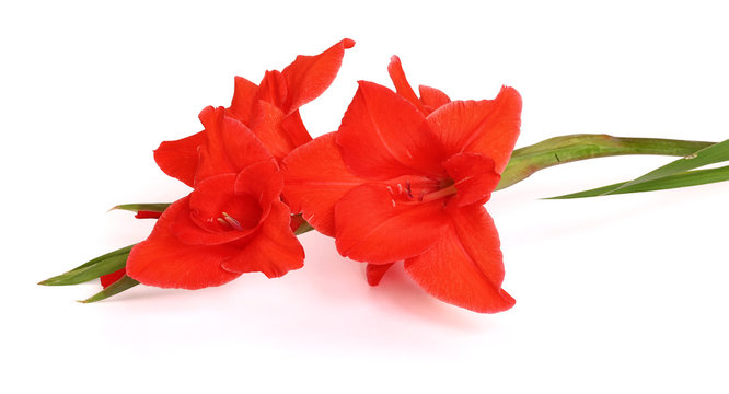 Gla&iuml;eul rouge