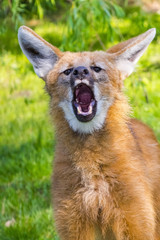 Barking maned wolf © belizar