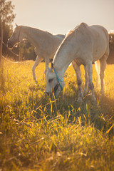 Obraz na płótnie Canvas couple of white horses graze in a paddock.