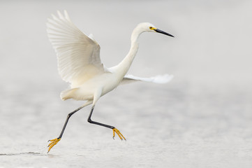 A Snowy Egret jumps and flaps around as it searches for food in the shallow water on an overcast day.