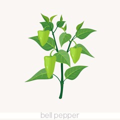 Fototapeta na wymiar bell pepper