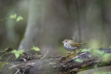 An Ovenbird perches on a log with some moss growing on it in the forest with soft overcast light.