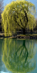 Trauerweide