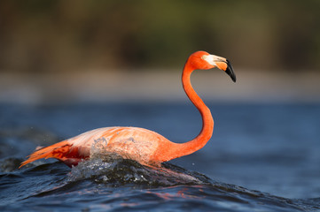 A bright pink American Flamingo is splashed by a wave as it stands in the shallow water.