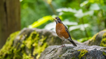 small grosbeak sits on a large rock covered with moss