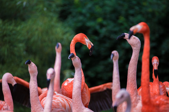 Flamingos in nature.