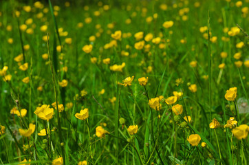 Meadow of wild yellow flowers