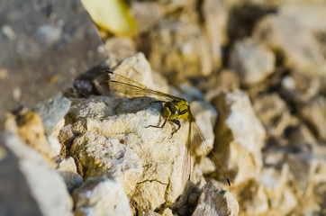 big yellow dragonfly