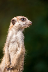 Fototapeta premium Meerkat close up.