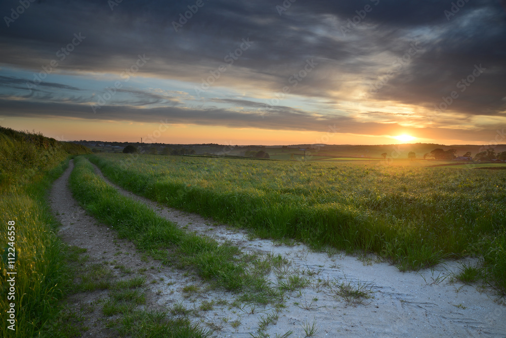 Wall mural cornish countryside sunset scene in the summer fields with track running into distance and beautiful