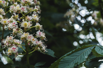 White flowers of the chestnut on background lush green foliage
