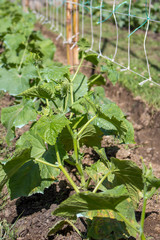 Young cucumber plant in garden