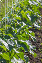 Young cucumber plant in garden