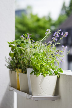 Potted typical italian aromatic herbs at balcony: basil, thyme, sage, rosemary. Selective focus.