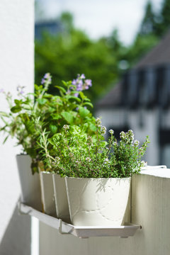 Potted typical italian aromatic herbs at balcony: basil, thyme, sage, rosemary. Selective focus.