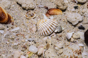 Ribbed cockleshell on a sand on the beach of Arabian Gulf in Ajman in United Arab Emirates 