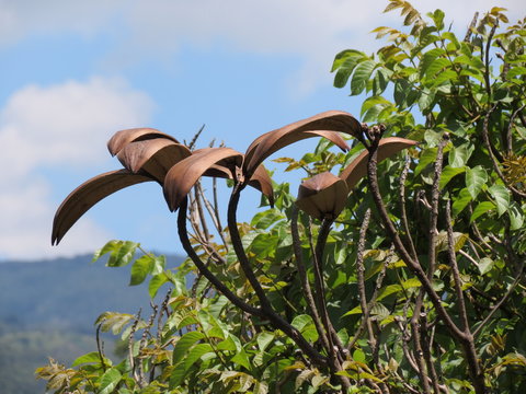 ramas de &aacute;rbol con las vainas de semillas abiertas