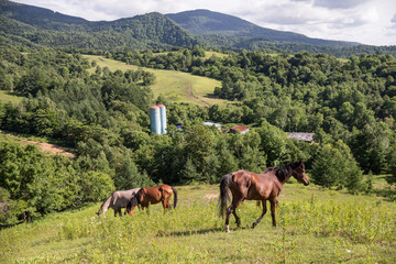 Obraz premium 北海道の牧場