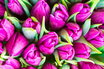 Fresh violet tulips