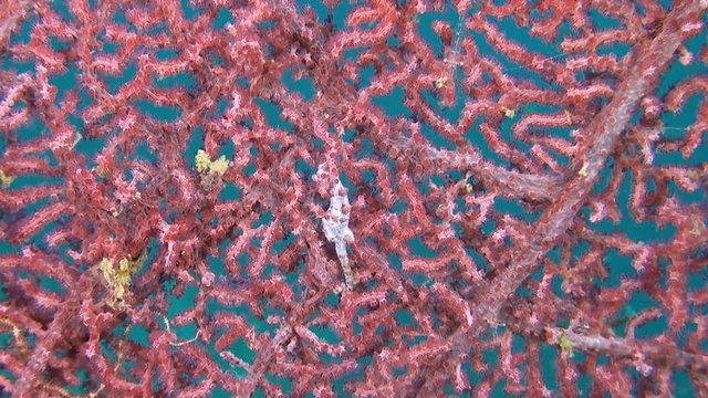 Pink Pygmy seahorse on gorgonian coral.
