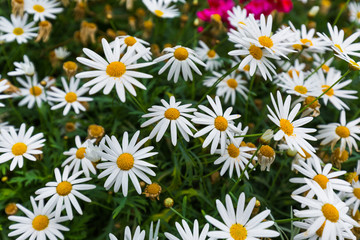 Chamomile flowers - floral background
