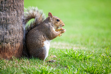 Squirrel eating apple
