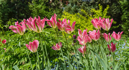 Close up of yellow-green-pink tulips Virichic in garden.