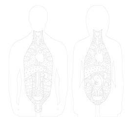 Vector illustration of sected bodies, man and woman with drawn outlined inner organs. This vector supplements the raster anatomical figures.