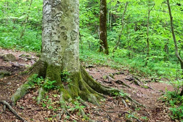 The picture shows the roots of trees that are covered in moss..
