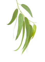 fresh eucalyptus leaves © Tamara Kulikova