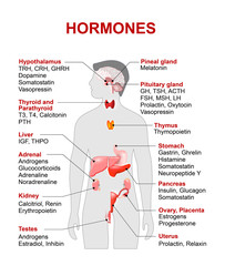 Endocrine gland and hormones - obrazy, fototapety, plakaty