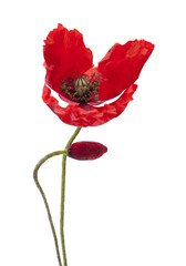 red poppy flowers