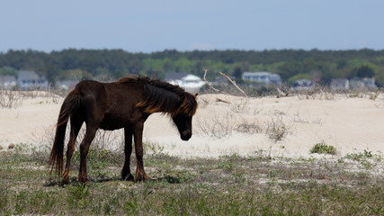 Wild Horses of Shackleford Banks