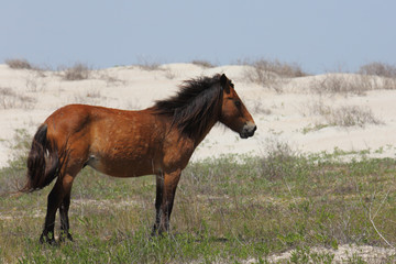 Wild Horses of Shackleford Banks