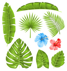 Set of Tropical Leaves, Collection Plants Isolated