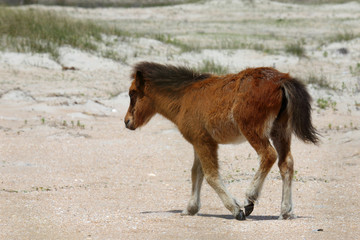 Obraz premium Wild Horses of Shackleford Banks