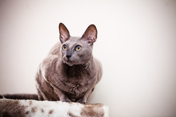 Naklejka premium Animals at home. Egyptian mau cat portrait