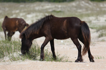 Wild Horses of Shackleford Banks