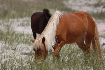 Wild Horses of Shackleford Banks