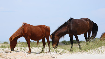 Fototapeta premium Wild Horses of Shackleford Banks