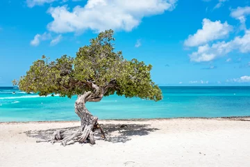 Fototapeten Divi divi tree on Aruba island in the Caribbean Sea © Nataraj